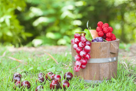 Fruits  in the Basket on green fields.の写真素材