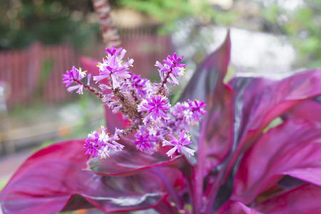 Close up of red aglaonemaの写真素材