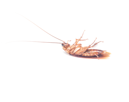 Dead cockroaches on isolated