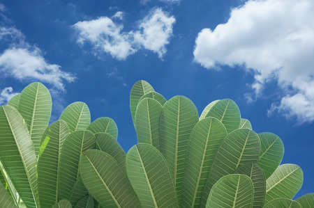 Green leaves and blue sky with cloudの写真素材