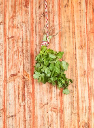coriander leavesの写真素材