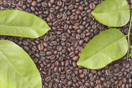 coffee bean and leaves backgroundの写真素材