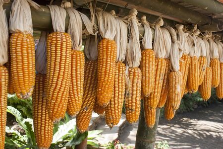 Dried corn on cobs hung on the beam