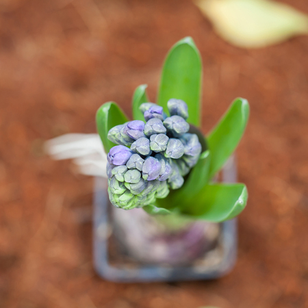Hyacinth buds showing in early spring in the garden.