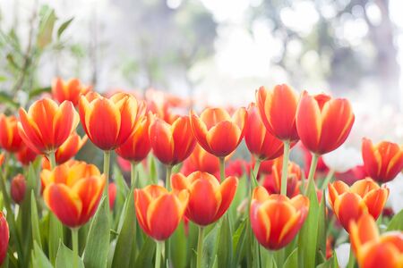 colorful of tulips flowers field .selective focus.の写真素材