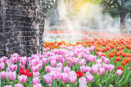 Tulip field in the mist.selective focus.