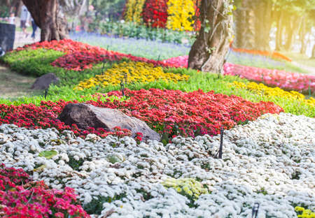 Flower gardenの写真素材