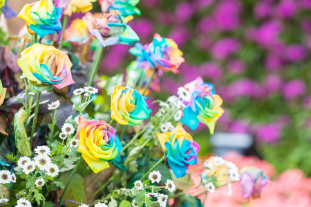 multicolored flower .Range of Happy Joyful Multi Colours.の写真素材