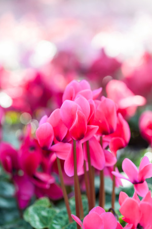 Winter flowers: cyclamen flowers in a garden, landscapeの写真素材