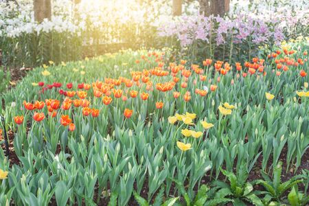colorful of tulips flowers field .selective focus.の写真素材