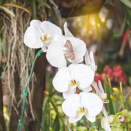 White orchidea on  backgroundの写真素材