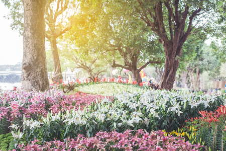 Garden flowersの写真素材
