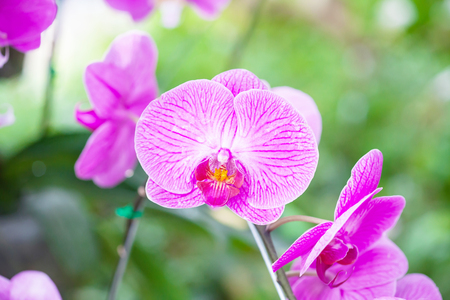 Close-up of beautiful vibrant pink orchidの写真素材