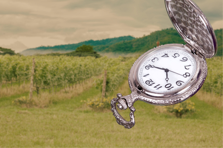 vintage pocket watch with grape fieldの写真素材
