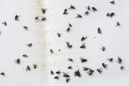 Flies caught on white sticky fly paper trapの写真素材