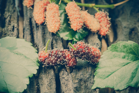 Mulberry fruit on wooden background. Selective focus,の写真素材