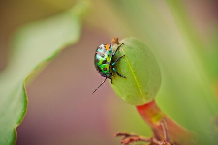 close up Ladybug on flowerの写真素材