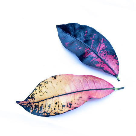 multicolor leave on white backgroundの写真素材