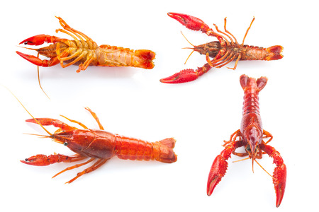 fresh crayfish on white backgroundの写真素材