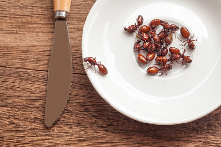 subterranean ants roast is clean food in local cuisine of Thai, Northern style food, Lanna style foodの写真素材