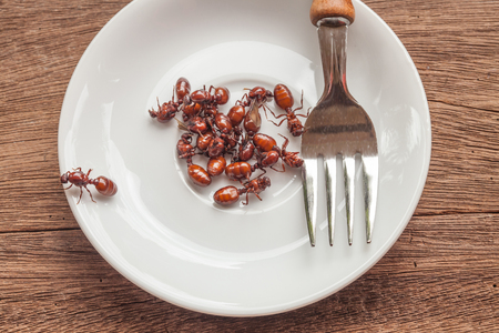 subterranean ants roast is clean food in local cuisine of Thai, Northern style food, Lanna style foodの写真素材