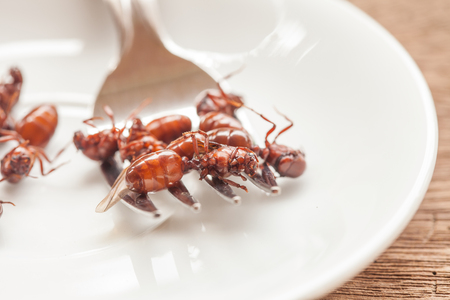 subterranean ants roast is clean food in local cuisine of Thai, Northern style food, Lanna style foodの写真素材