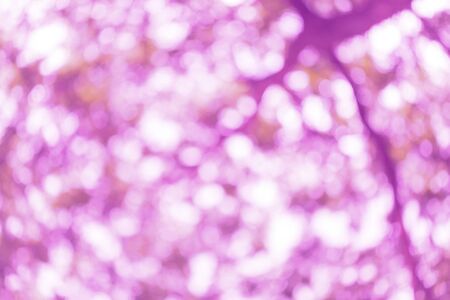 abstract pink bokeh background ,Lights blurred out focusの写真素材