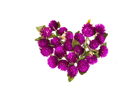 Flower of Amaranth on white backgroundの写真素材