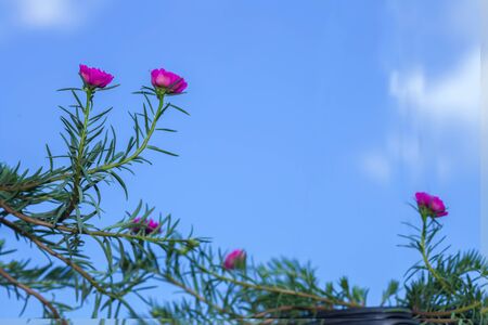 flower of Portulaca or Rosemossの写真素材
