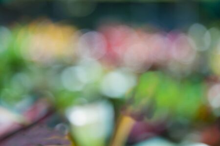 nature blur and soft focus backgroundの写真素材