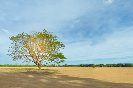Lone big old tree on dry yard and blue sky with yellow light rayの写真素材