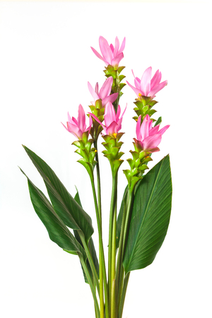 Curcuma zanthorrhiza flower on white background.の写真素材
