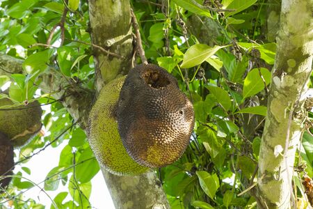 Jack fruit damaged by the squirrel on tree