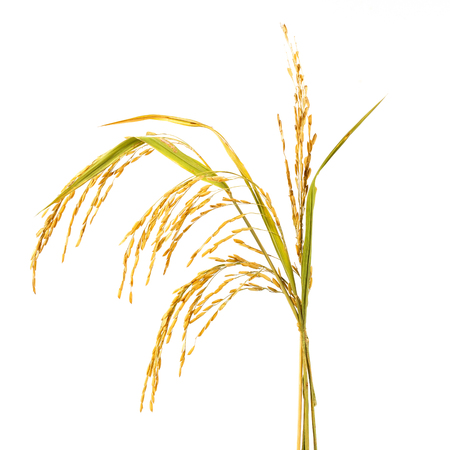 Golden rice stalk on white backgroundの写真素材