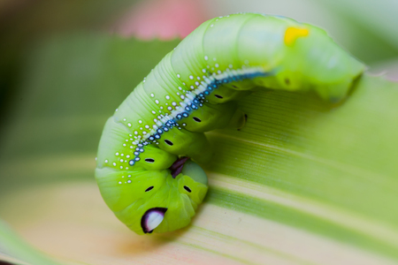 Selective focus on Caterpillar, Big green worm on treeの写真素材