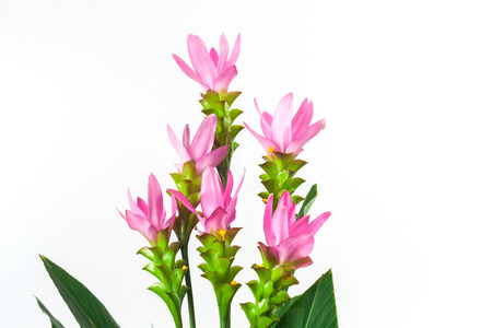Curcuma zanthorrhiza flower on white background.の写真素材