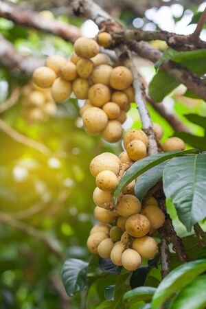 Longong fruit on treeの写真素材