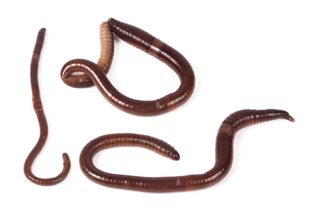 Earthworms on white backgroundの写真素材