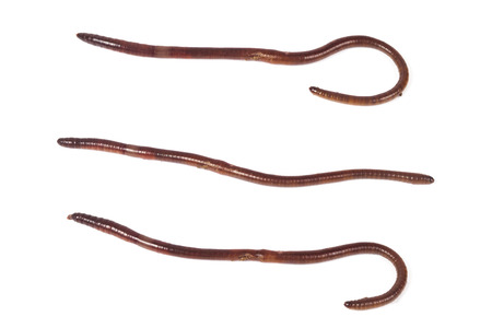 worm or earthworm on white backgroundの写真素材