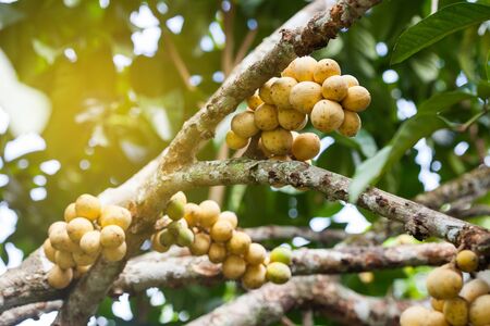 Longong fruit on treeの写真素材