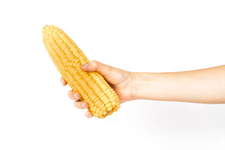 hand hold a  yellow cornの写真素材