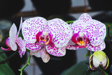 Orchid flower in tropical garden. Phalaenopsis Orchid flower.Floral background.Selective focus.の写真素材