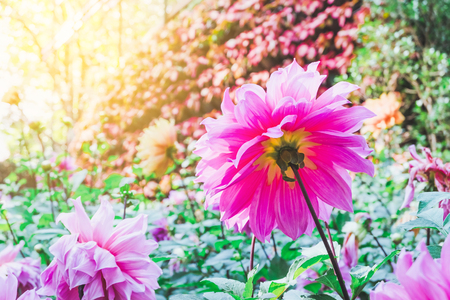 Pink Dahlia in nature Garden ,select focus.の写真素材