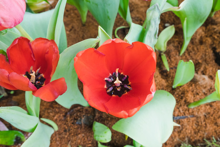Beautiful red tulips in a floral garden . select focus and