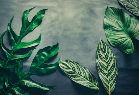 Green leaves plant growing, the tropical plant.の写真素材
