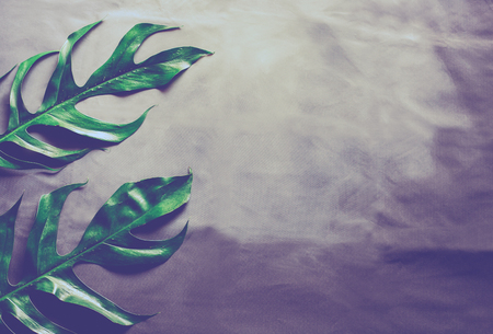 Green leaves plant growing, the tropical plant.の写真素材