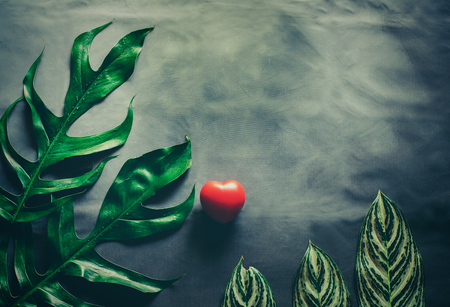 Green leaves plant growing and red heart, the tropical plant.の写真素材