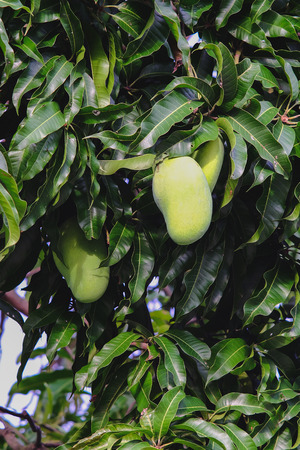 fresh green mango on tree.の写真素材