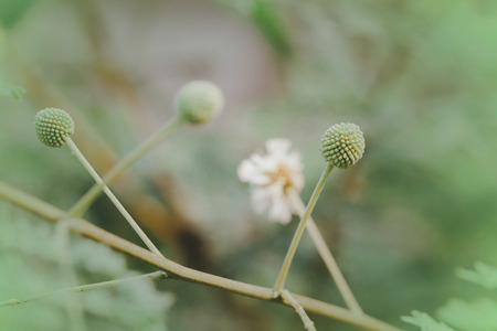 White popinac or horse tamarind flowers in outdoor.の写真素材