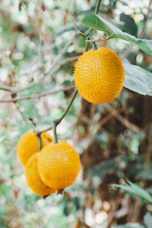 Fresh Baby jackfruit on tree in fruit farm out door.の写真素材